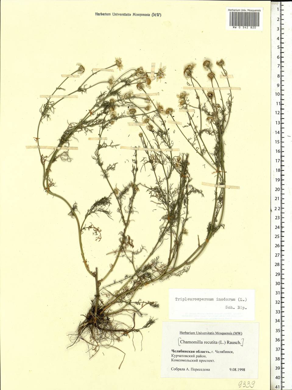 Tripleurospermum inodorum (L.) Sch.-Bip, Eastern Europe, Eastern region (E10) (Russia)