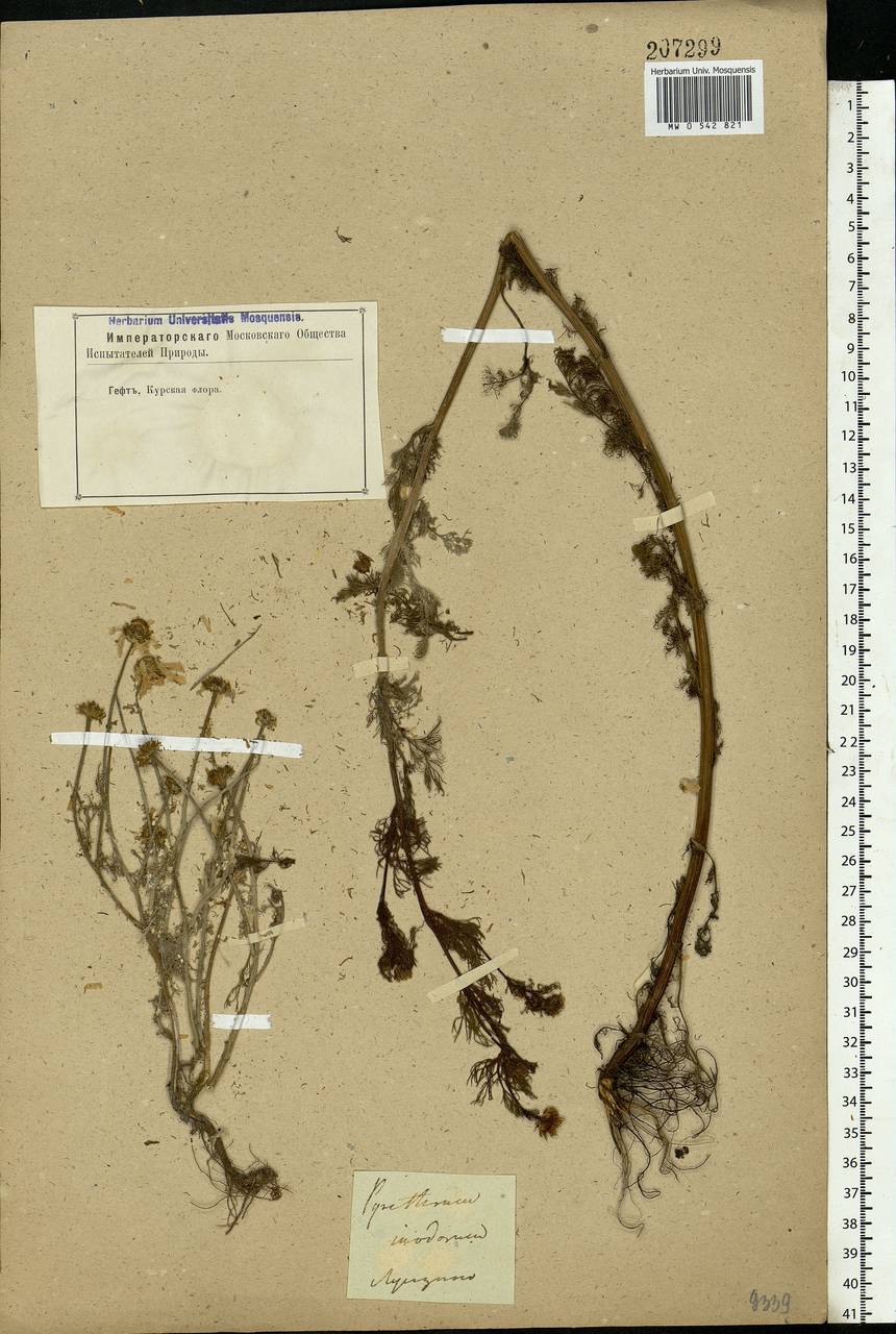 Tripleurospermum inodorum (L.) Sch.-Bip, Eastern Europe, Central forest-and-steppe region (E6) (Russia)