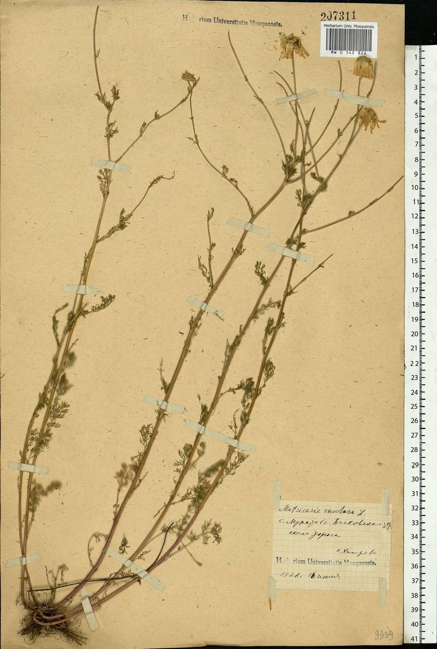 Tripleurospermum inodorum (L.) Sch.-Bip, Eastern Europe, Central forest-and-steppe region (E6) (Russia)