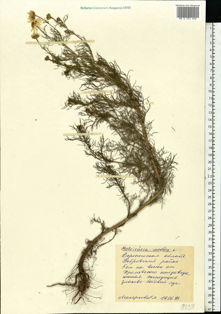 Tripleurospermum inodorum (L.) Sch.-Bip, Eastern Europe, Central forest-and-steppe region (E6) (Russia)