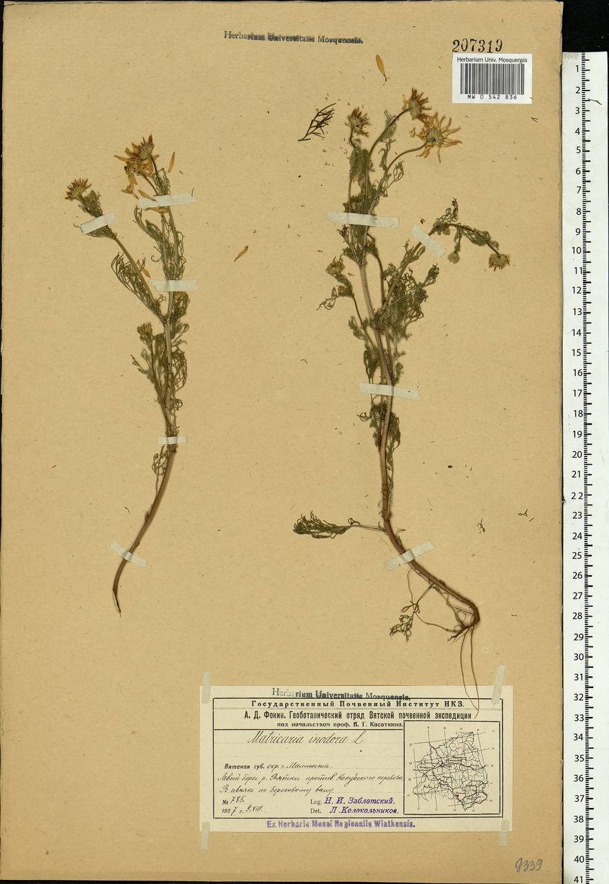 Tripleurospermum inodorum (L.) Sch.-Bip, Eastern Europe, Volga-Kama region (E7) (Russia)