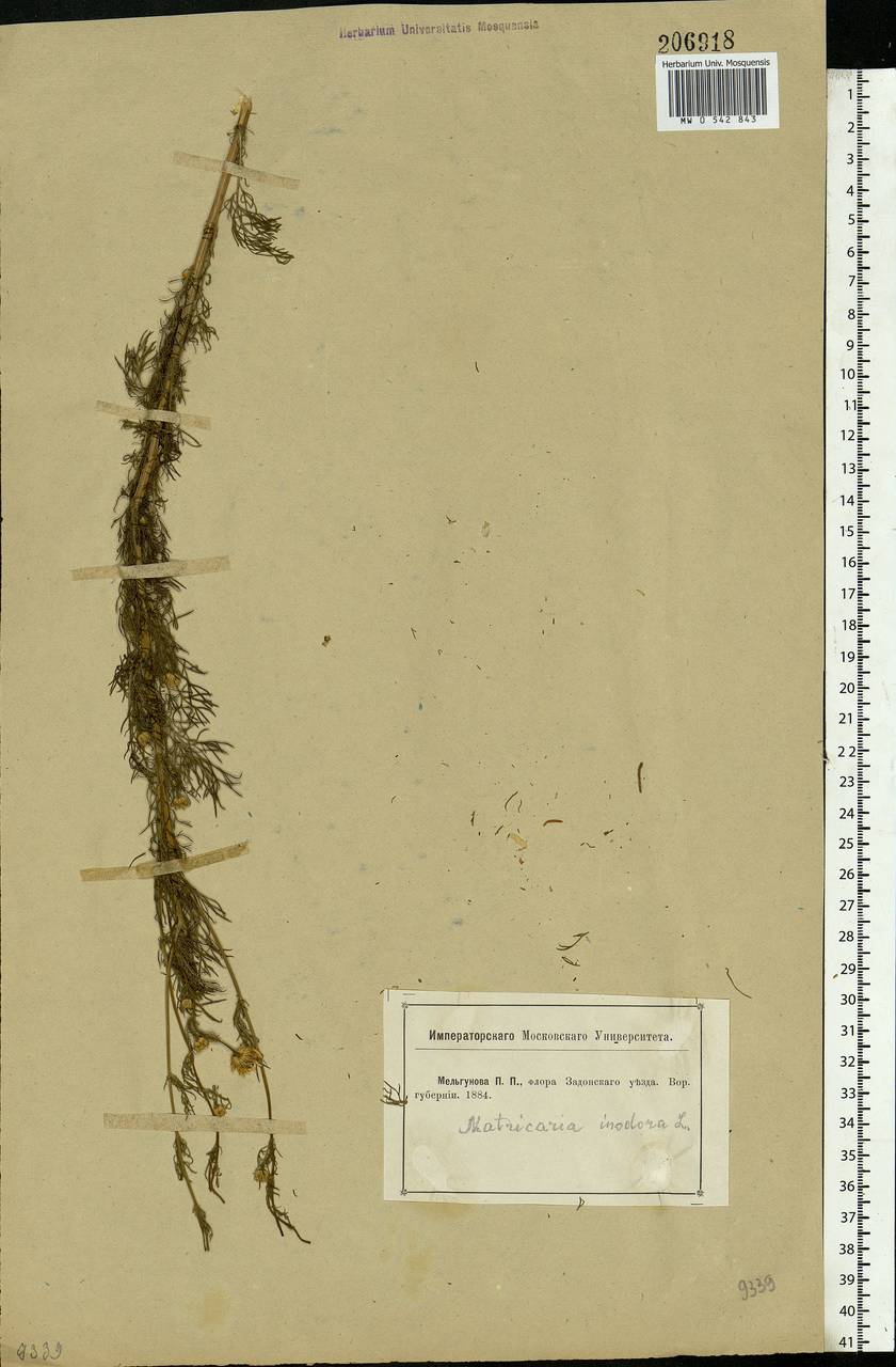 Tripleurospermum inodorum (L.) Sch.-Bip, Eastern Europe, Central forest-and-steppe region (E6) (Russia)
