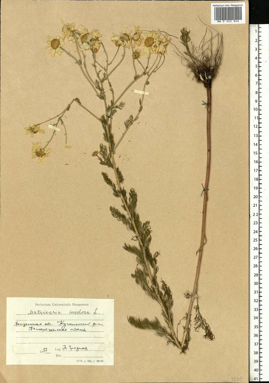 Tripleurospermum inodorum (L.) Sch.-Bip, Eastern Europe, Middle Volga region (E8) (Russia)