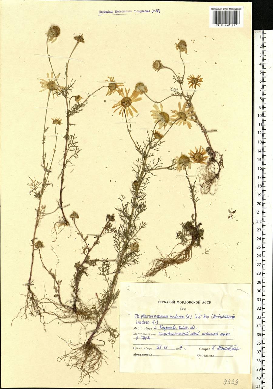 Tripleurospermum inodorum (L.) Sch.-Bip, Eastern Europe, Middle Volga region (E8) (Russia)
