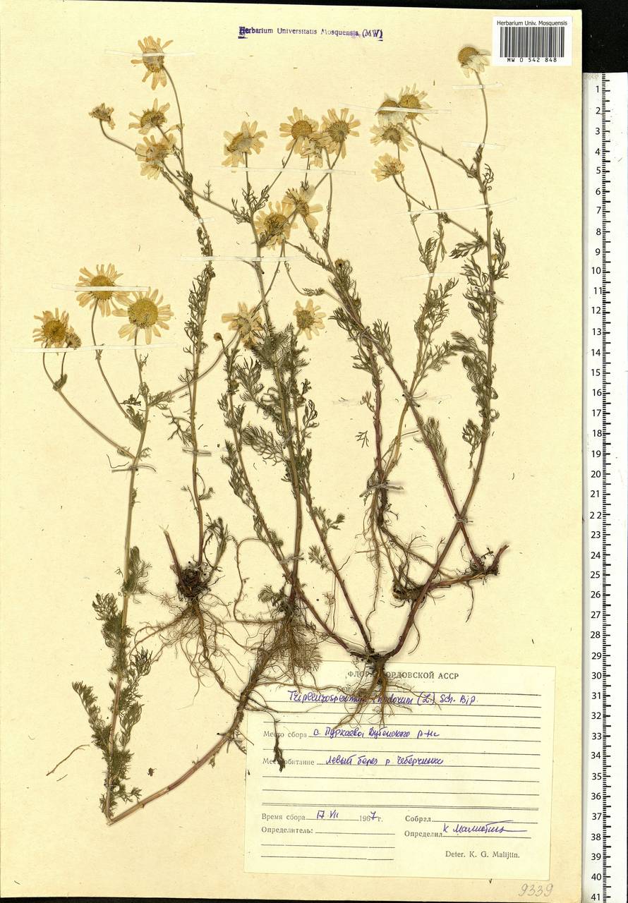 Tripleurospermum inodorum (L.) Sch.-Bip, Eastern Europe, Middle Volga region (E8) (Russia)