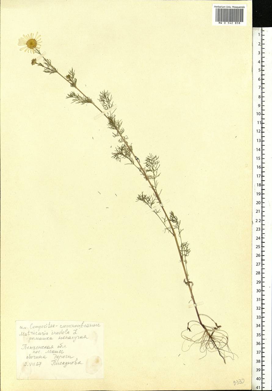 Tripleurospermum inodorum (L.) Sch.-Bip, Eastern Europe, Middle Volga region (E8) (Russia)