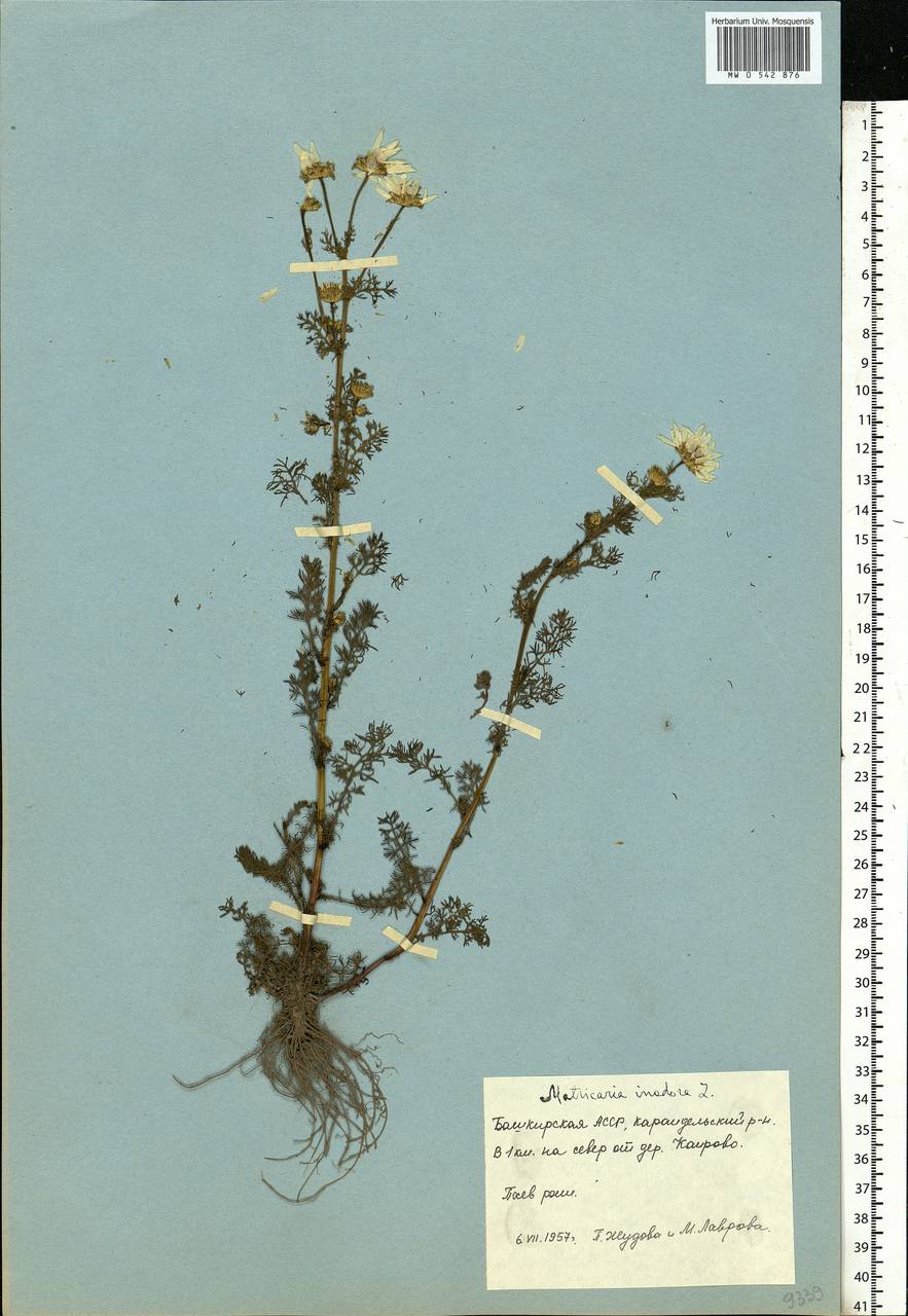 Tripleurospermum inodorum (L.) Sch.-Bip, Eastern Europe, Eastern region (E10) (Russia)
