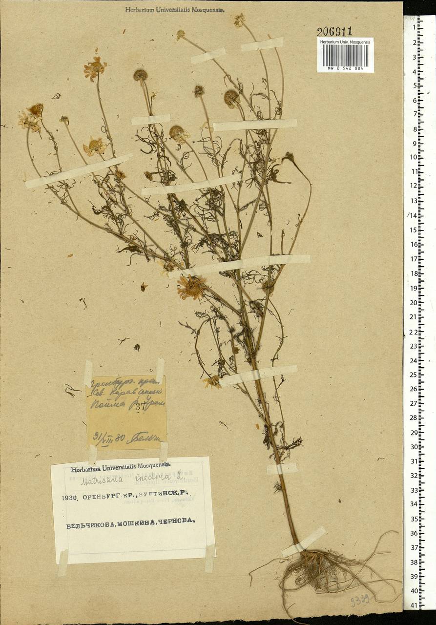 Tripleurospermum inodorum (L.) Sch.-Bip, Eastern Europe, Eastern region (E10) (Russia)