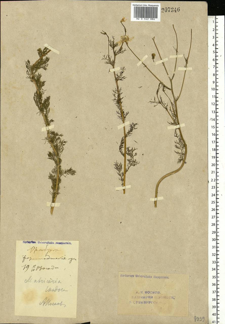 Tripleurospermum inodorum (L.) Sch.-Bip, Eastern Europe, Eastern region (E10) (Russia)