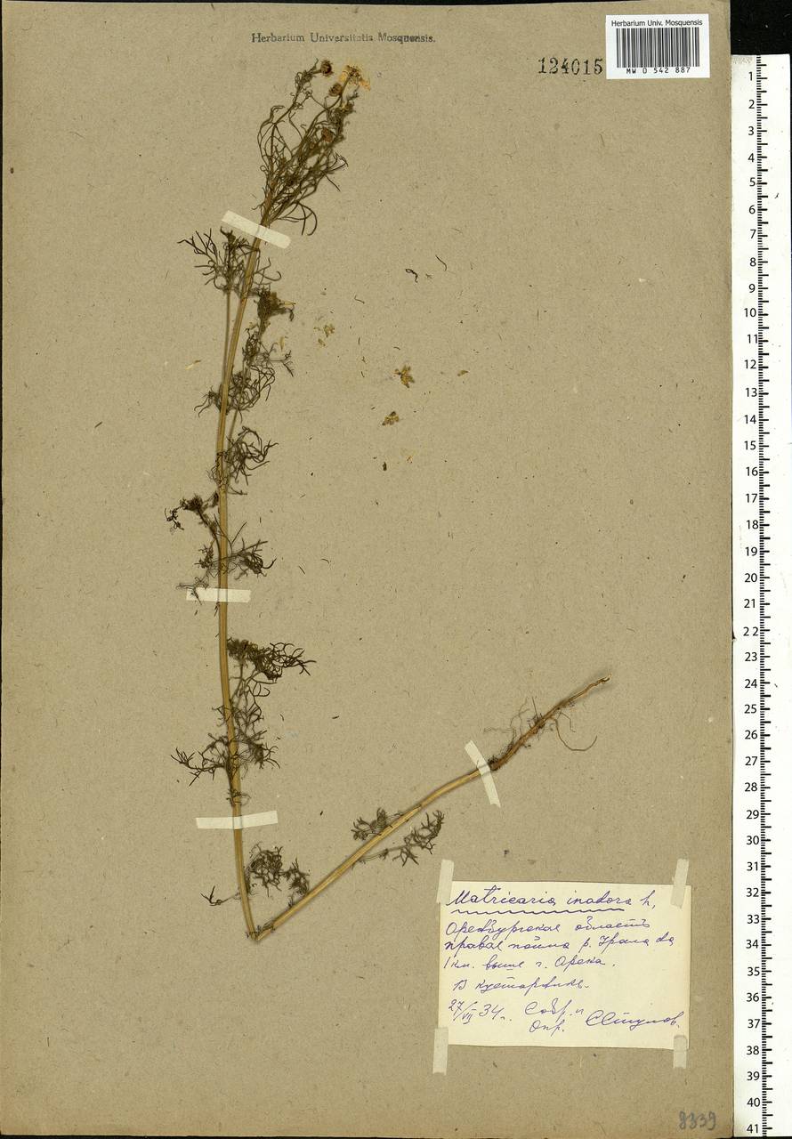 Tripleurospermum inodorum (L.) Sch.-Bip, Eastern Europe, Eastern region (E10) (Russia)