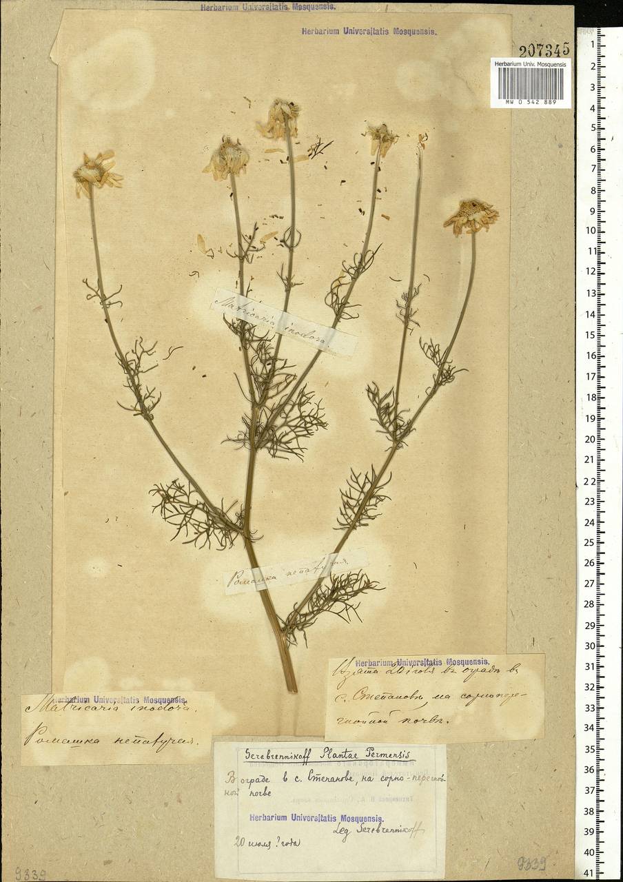 Tripleurospermum inodorum (L.) Sch.-Bip, Eastern Europe, Volga-Kama region (E7) (Russia)