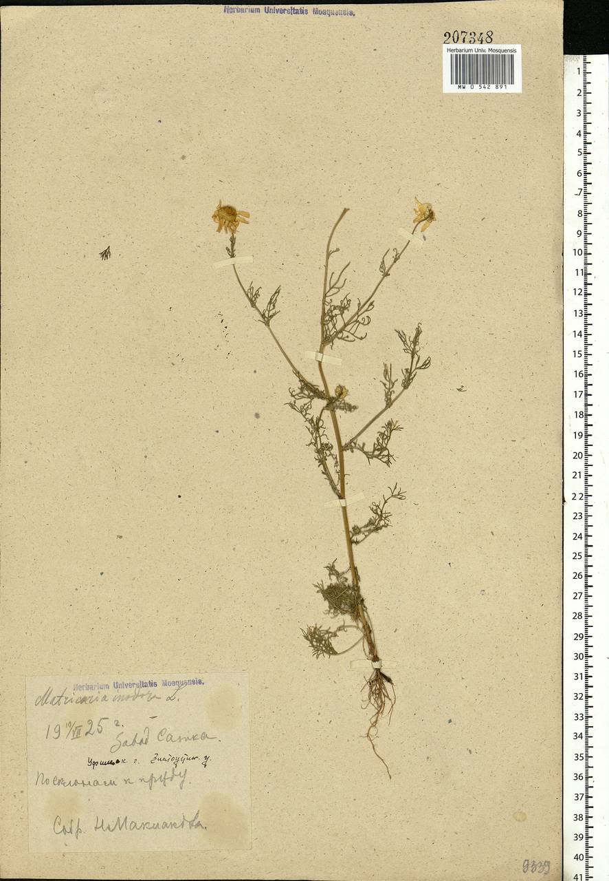 Tripleurospermum inodorum (L.) Sch.-Bip, Eastern Europe, Eastern region (E10) (Russia)