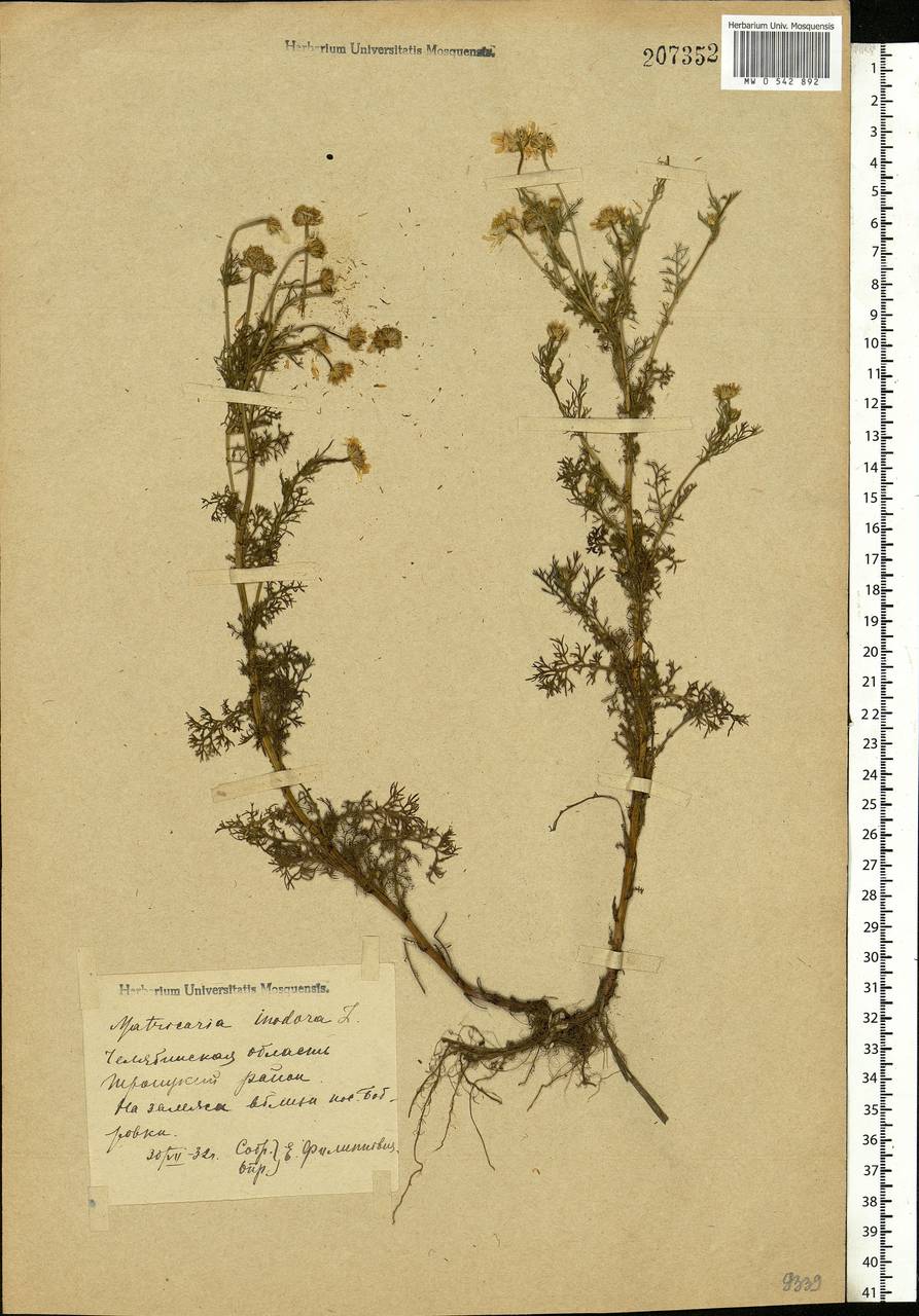 Tripleurospermum inodorum (L.) Sch.-Bip, Eastern Europe, Eastern region (E10) (Russia)