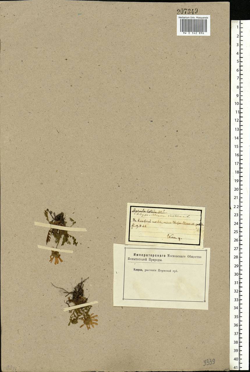 Tripleurospermum inodorum (L.) Sch.-Bip, Eastern Europe, Eastern region (E10) (Russia)