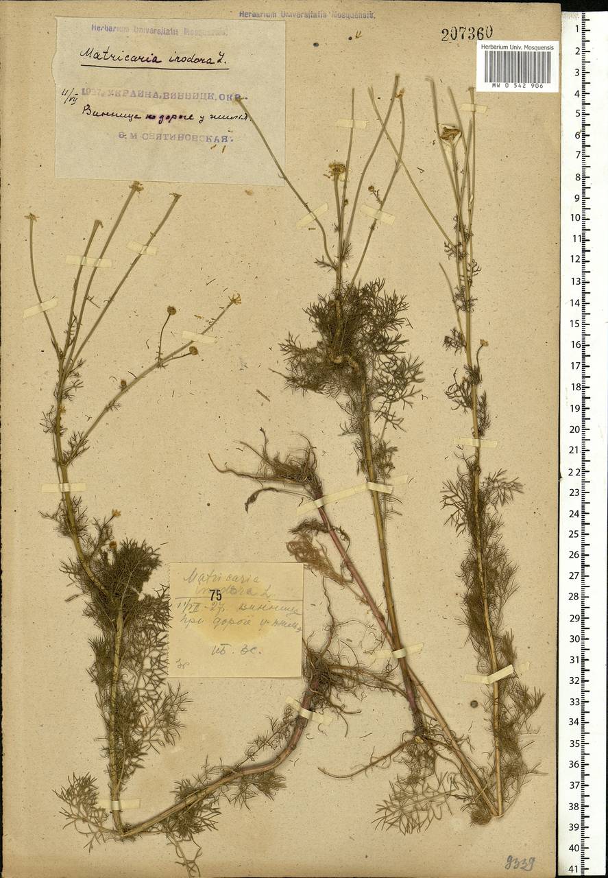 Tripleurospermum inodorum (L.) Sch.-Bip, Eastern Europe, South Ukrainian region (E12) (Ukraine)