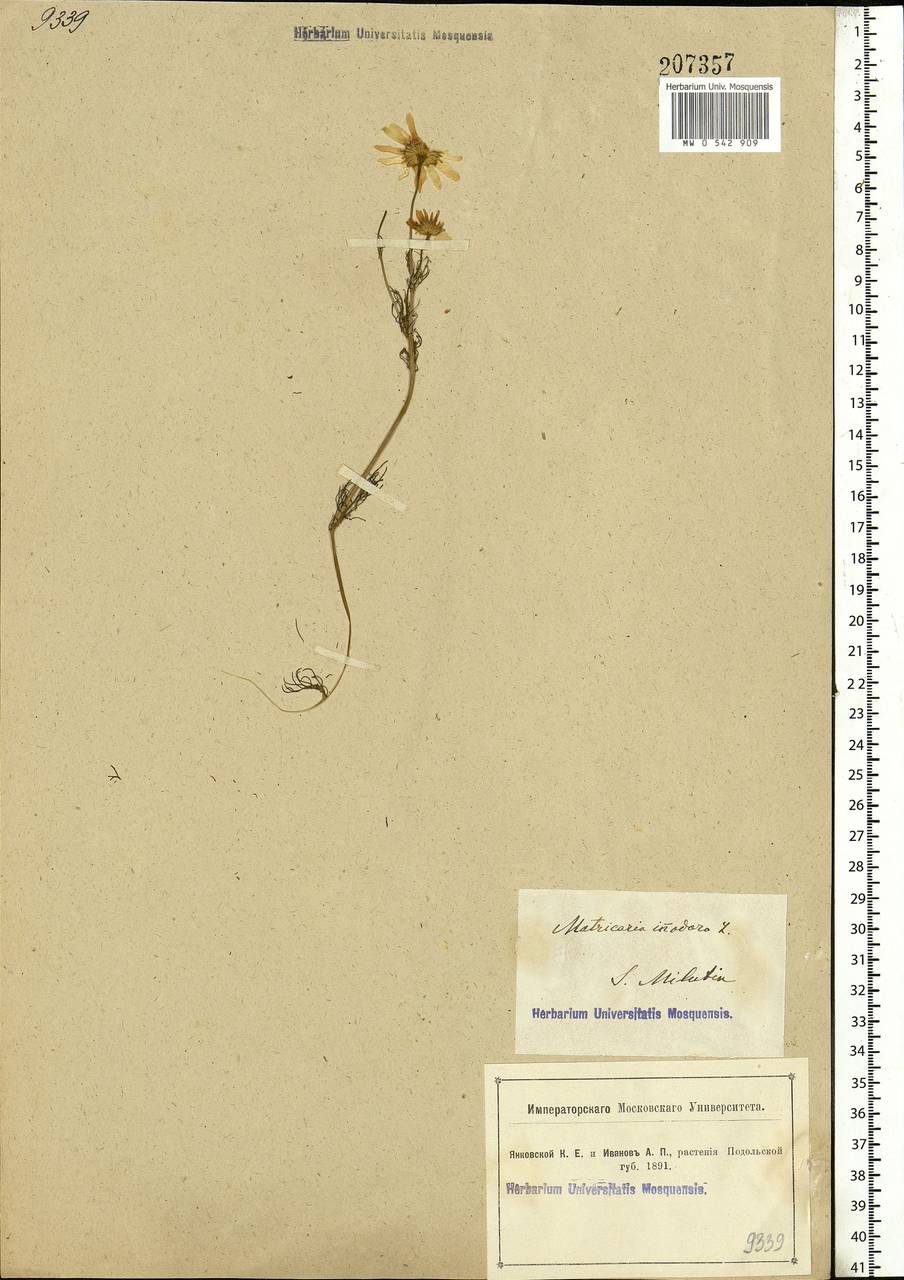 Tripleurospermum inodorum (L.) Sch.-Bip, Eastern Europe, South Ukrainian region (E12) (Ukraine)