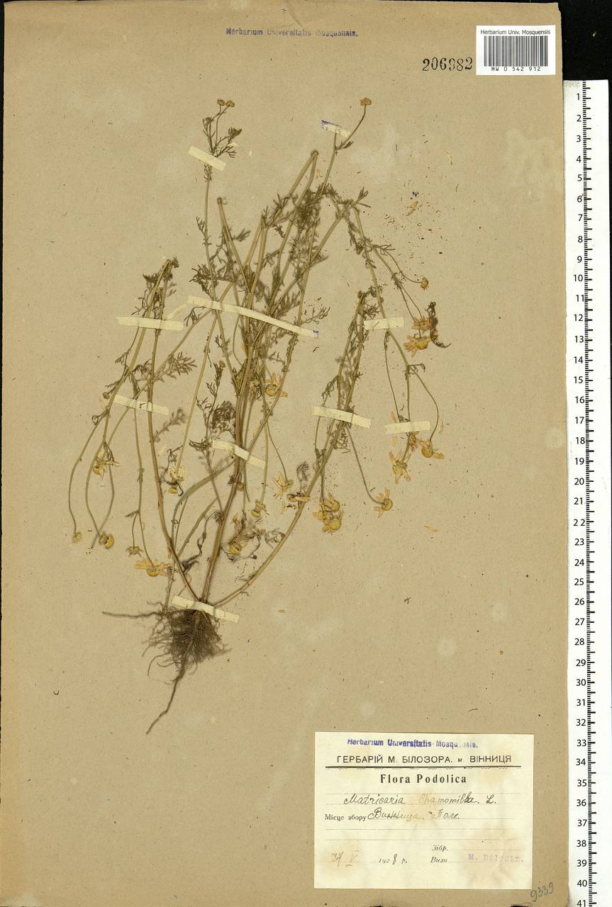 Tripleurospermum inodorum (L.) Sch.-Bip, Eastern Europe, South Ukrainian region (E12) (Ukraine)