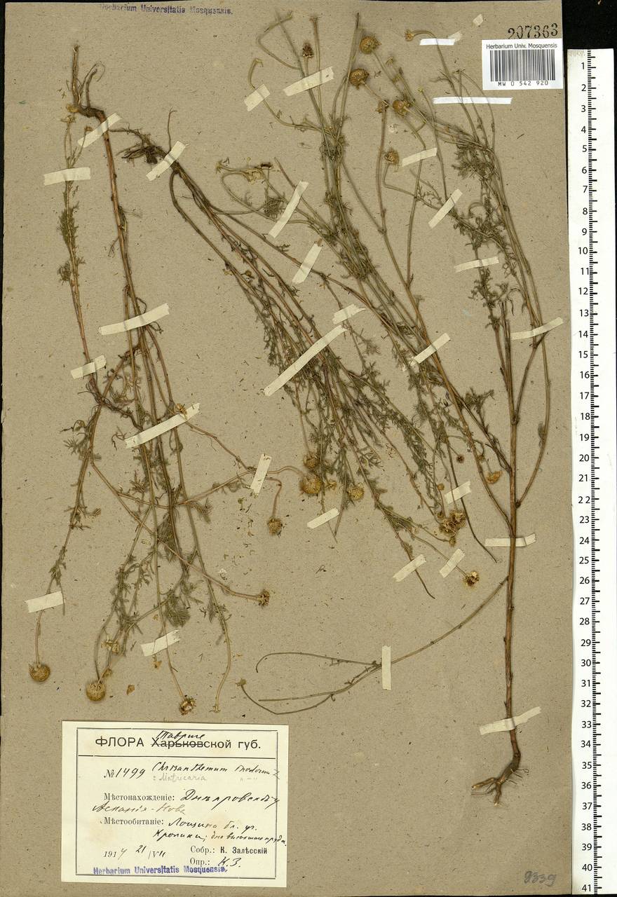 Tripleurospermum inodorum (L.) Sch.-Bip, Eastern Europe, South Ukrainian region (E12) (Ukraine)