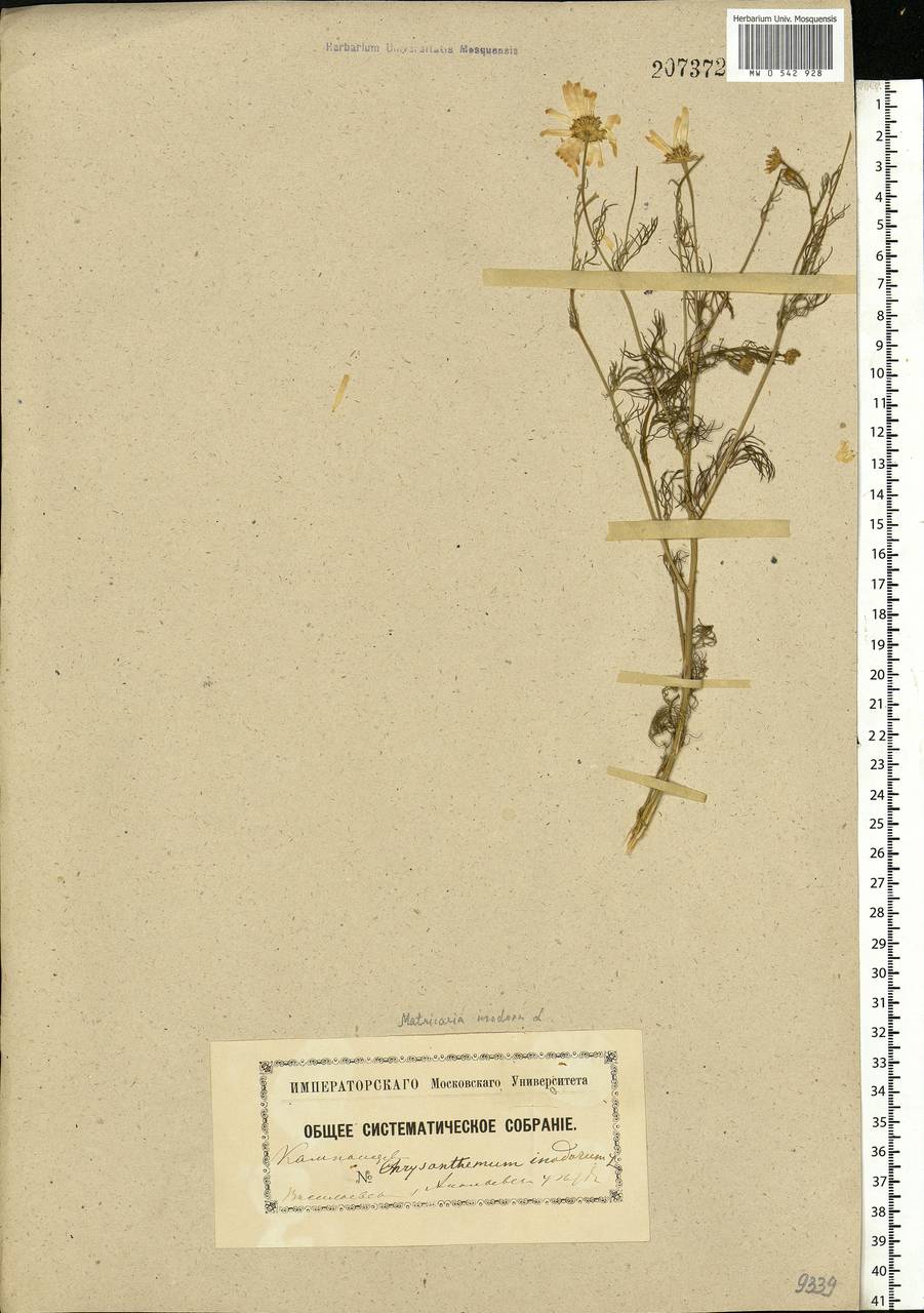 Tripleurospermum inodorum (L.) Sch.-Bip, Eastern Europe, South Ukrainian region (E12) (Ukraine)