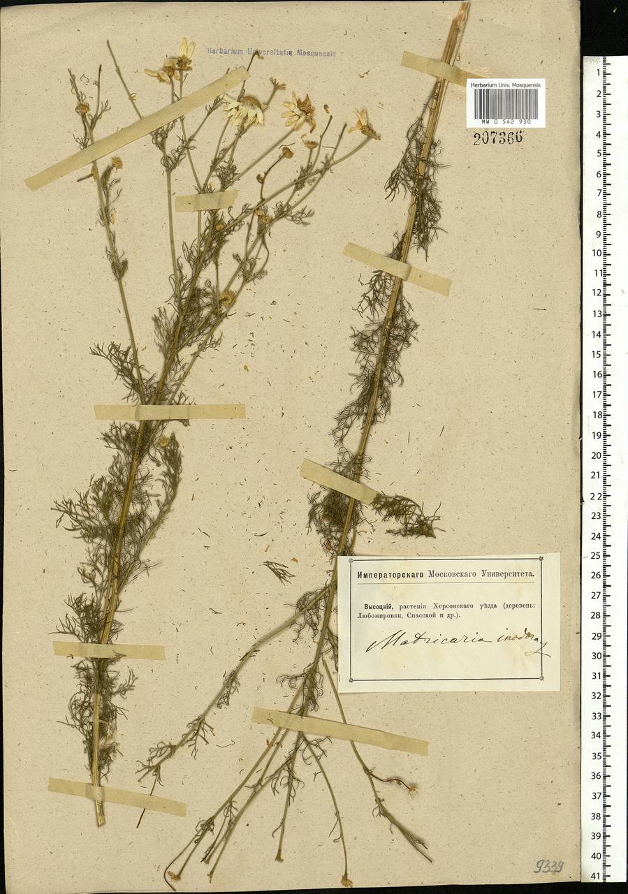 Tripleurospermum inodorum (L.) Sch.-Bip, Eastern Europe, South Ukrainian region (E12) (Ukraine)