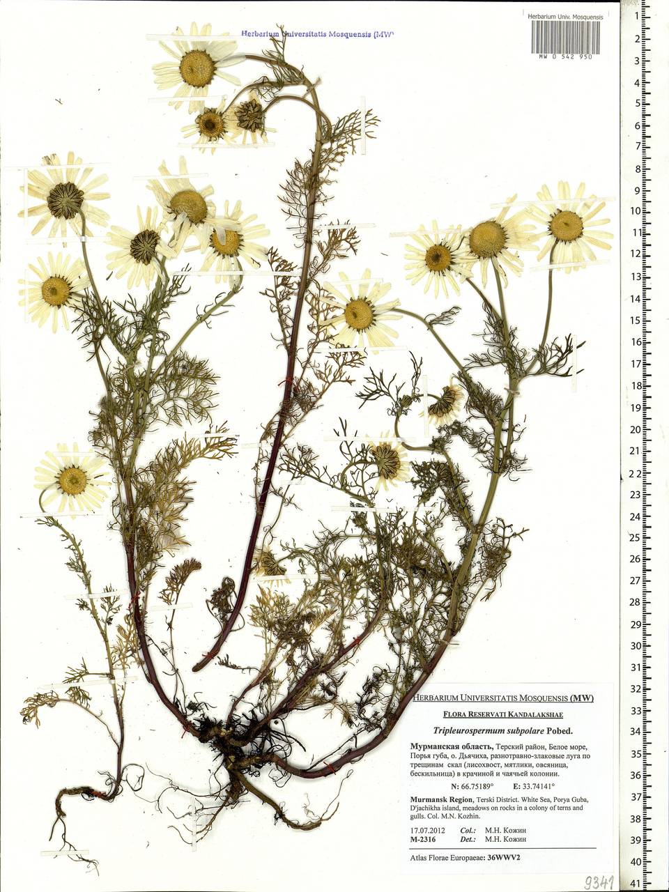 Tripleurospermum subpolare Pobed., Eastern Europe, Northern region (E1) (Russia)