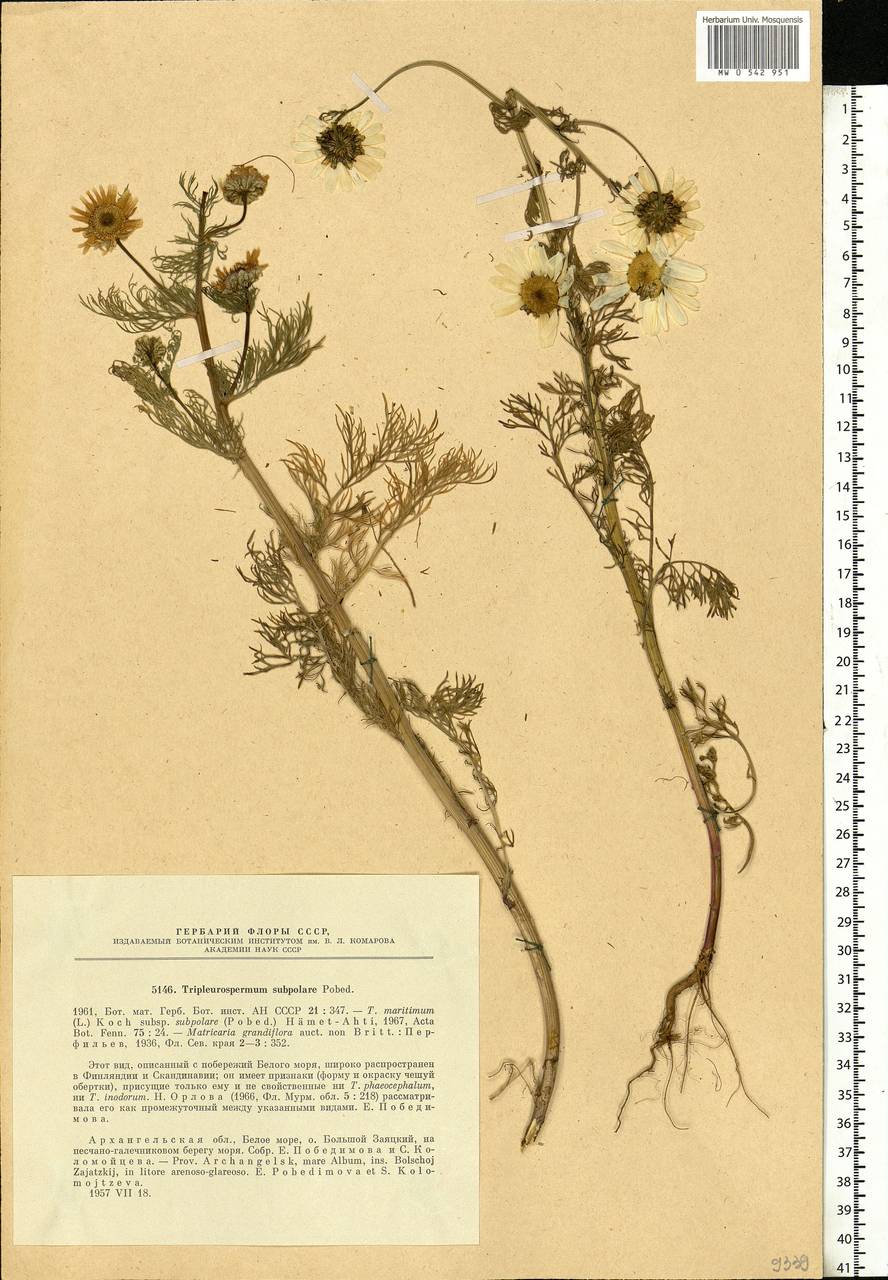 Tripleurospermum subpolare Pobed., Eastern Europe, Northern region (E1) (Russia)