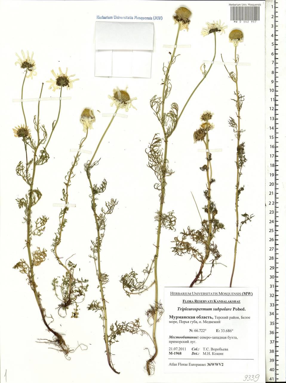 Tripleurospermum subpolare Pobed., Eastern Europe, Northern region (E1) (Russia)