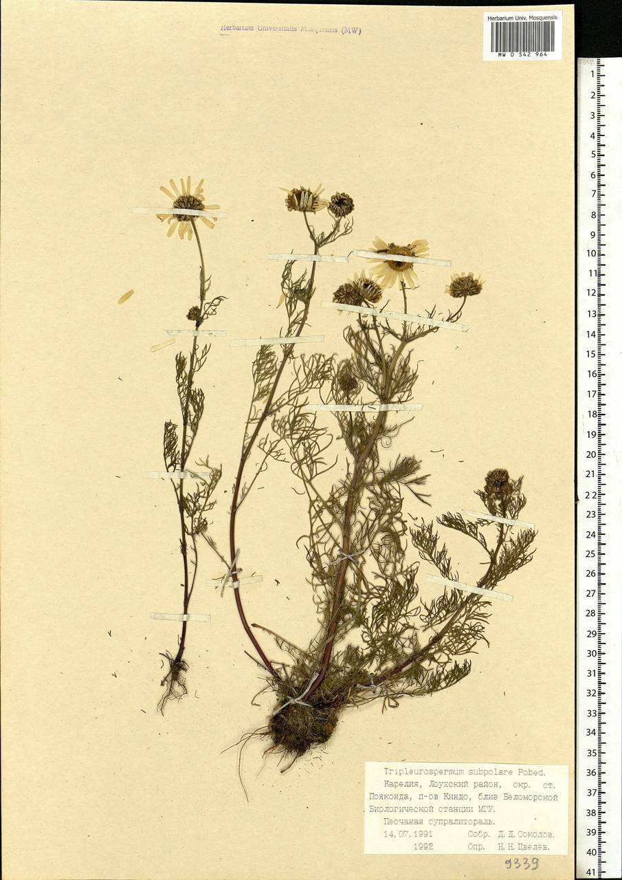 Tripleurospermum subpolare Pobed., Eastern Europe, Northern region (E1) (Russia)