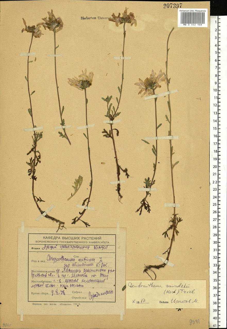 Chrysanthemum zawadskii subsp. zawadskii, Eastern Europe, Central forest-and-steppe region (E6) (Russia)