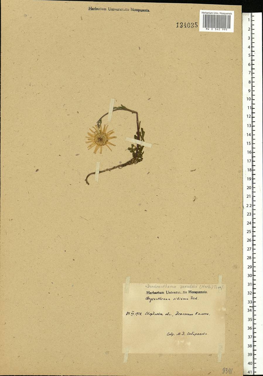 Chrysanthemum zawadskii subsp. zawadskii, Eastern Europe, Eastern region (E10) (Russia)