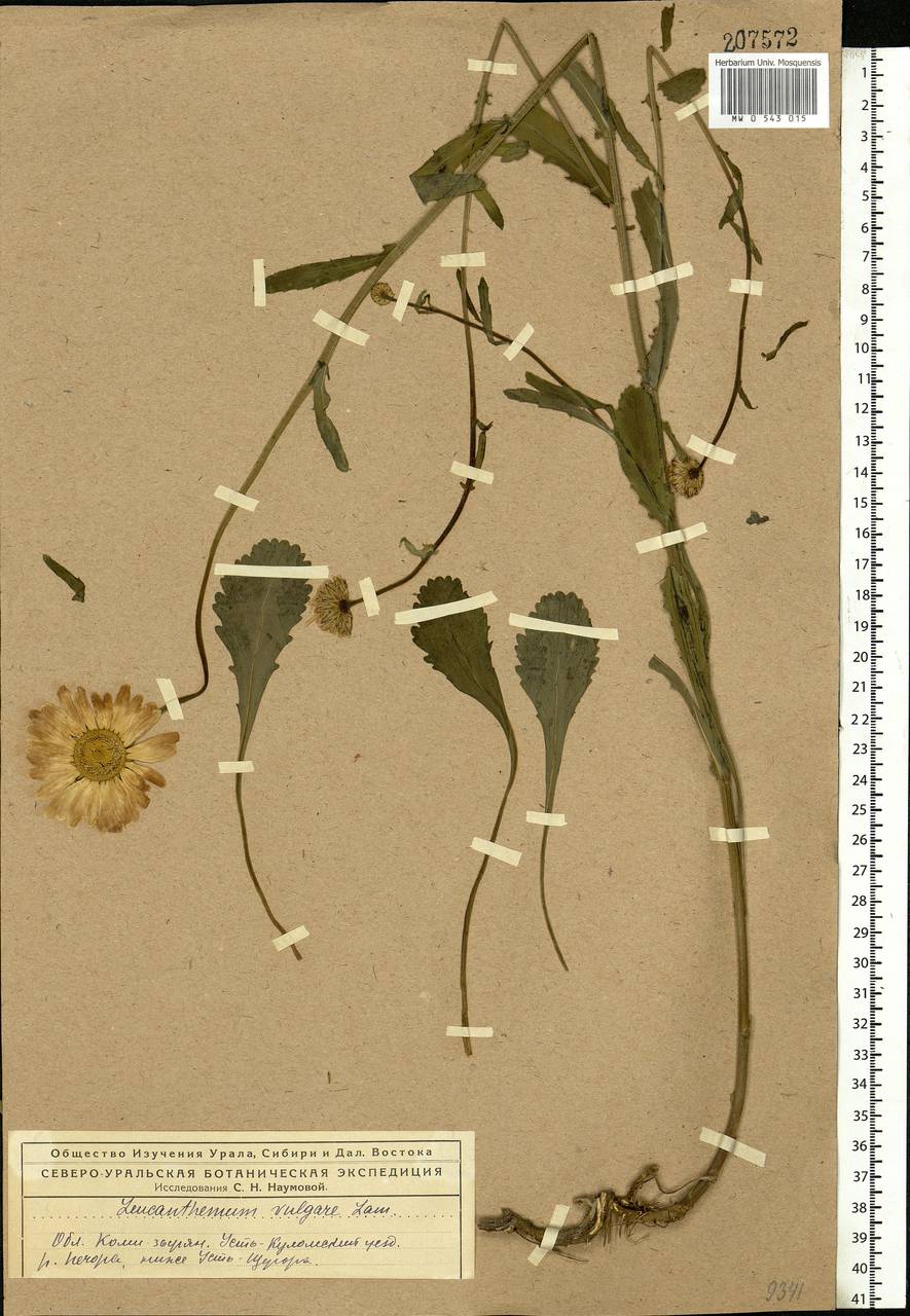 Leucanthemum vulgare Lam., Eastern Europe, Northern region (E1) (Russia)