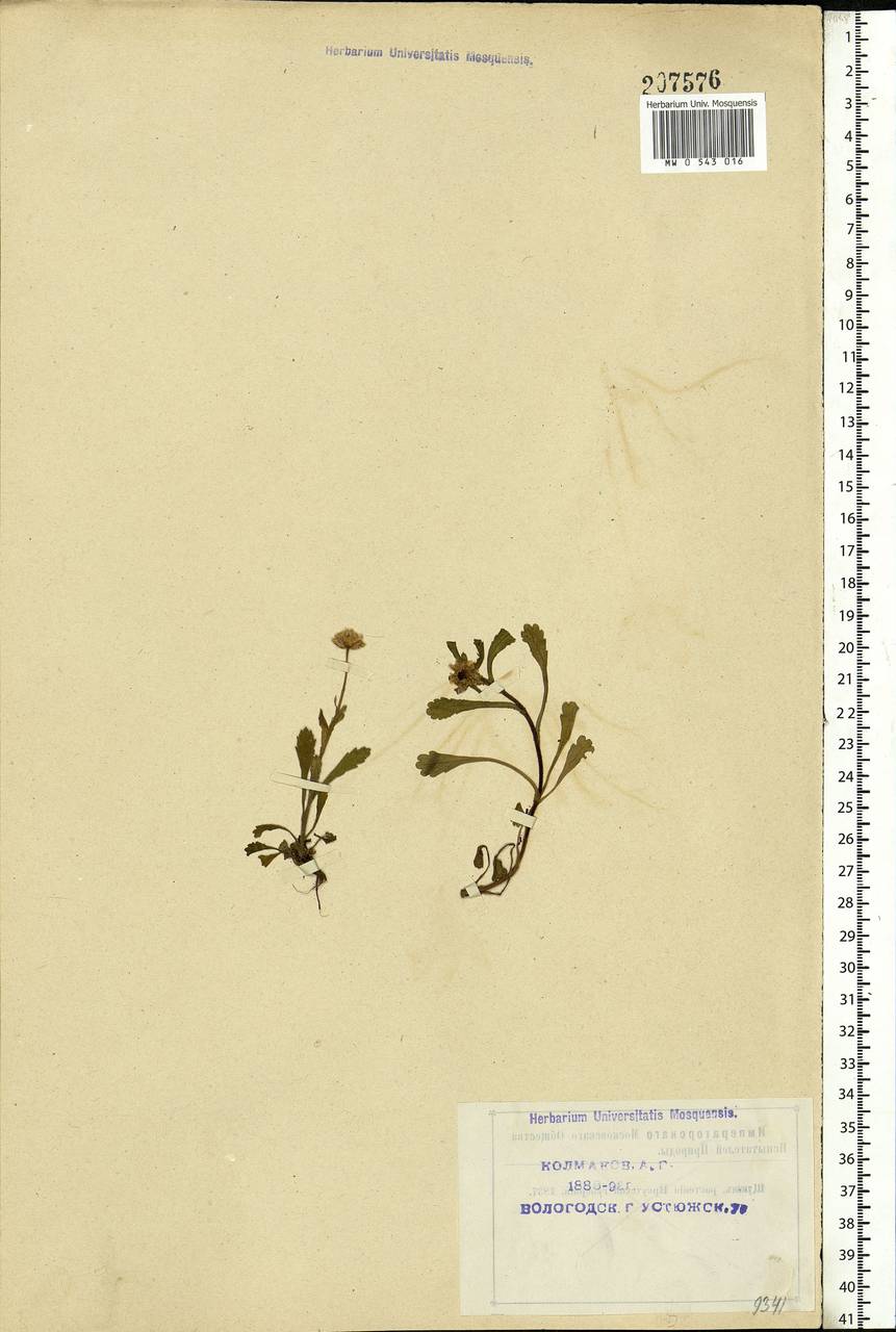 Leucanthemum vulgare Lam., Eastern Europe, Northern region (E1) (Russia)