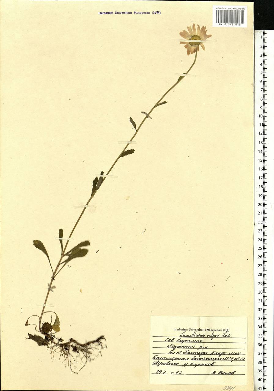 Leucanthemum vulgare Lam., Eastern Europe, Northern region (E1) (Russia)