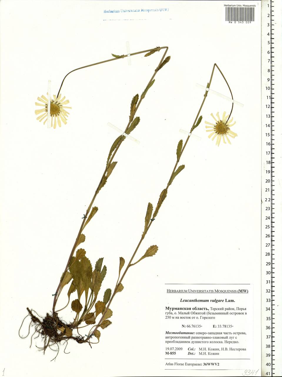 Leucanthemum vulgare Lam., Eastern Europe, Northern region (E1) (Russia)