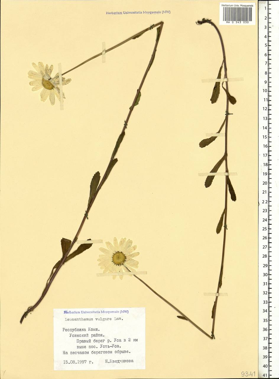Leucanthemum vulgare Lam., Eastern Europe, Northern region (E1) (Russia)