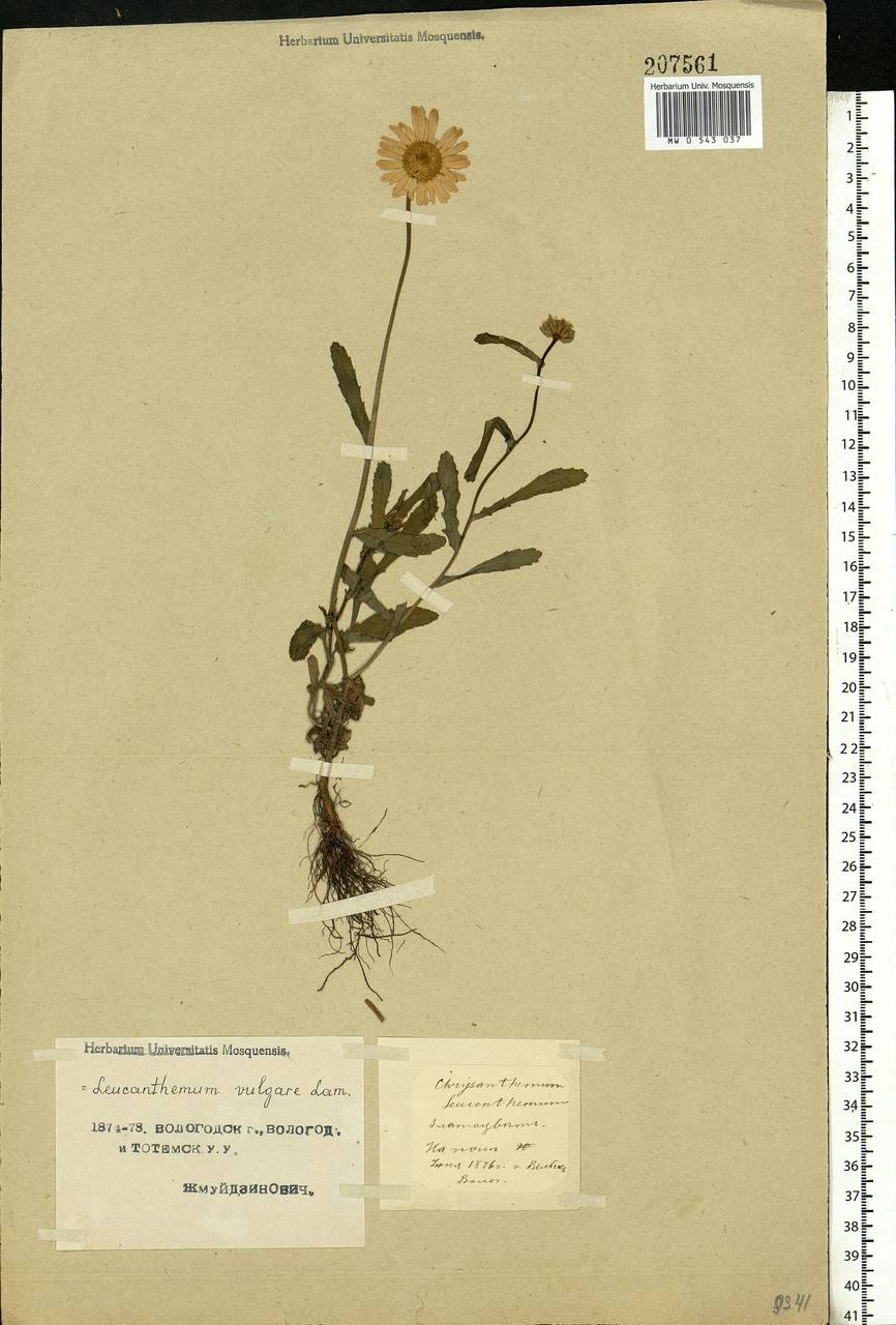 Leucanthemum vulgare Lam., Eastern Europe, Northern region (E1) (Russia)