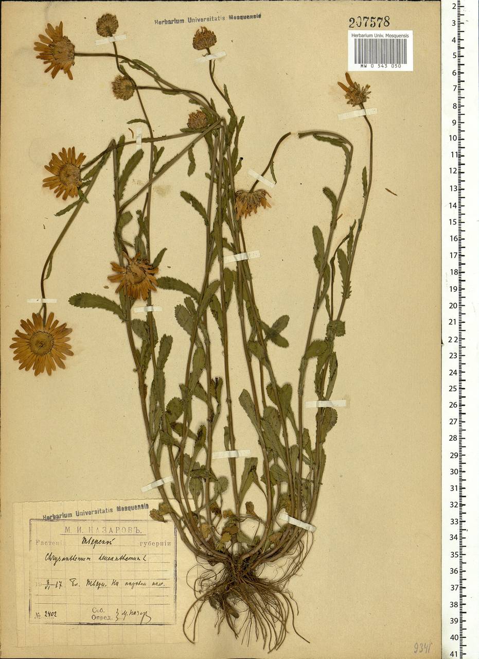 Leucanthemum vulgare Lam., Eastern Europe, North-Western region (E2) (Russia)