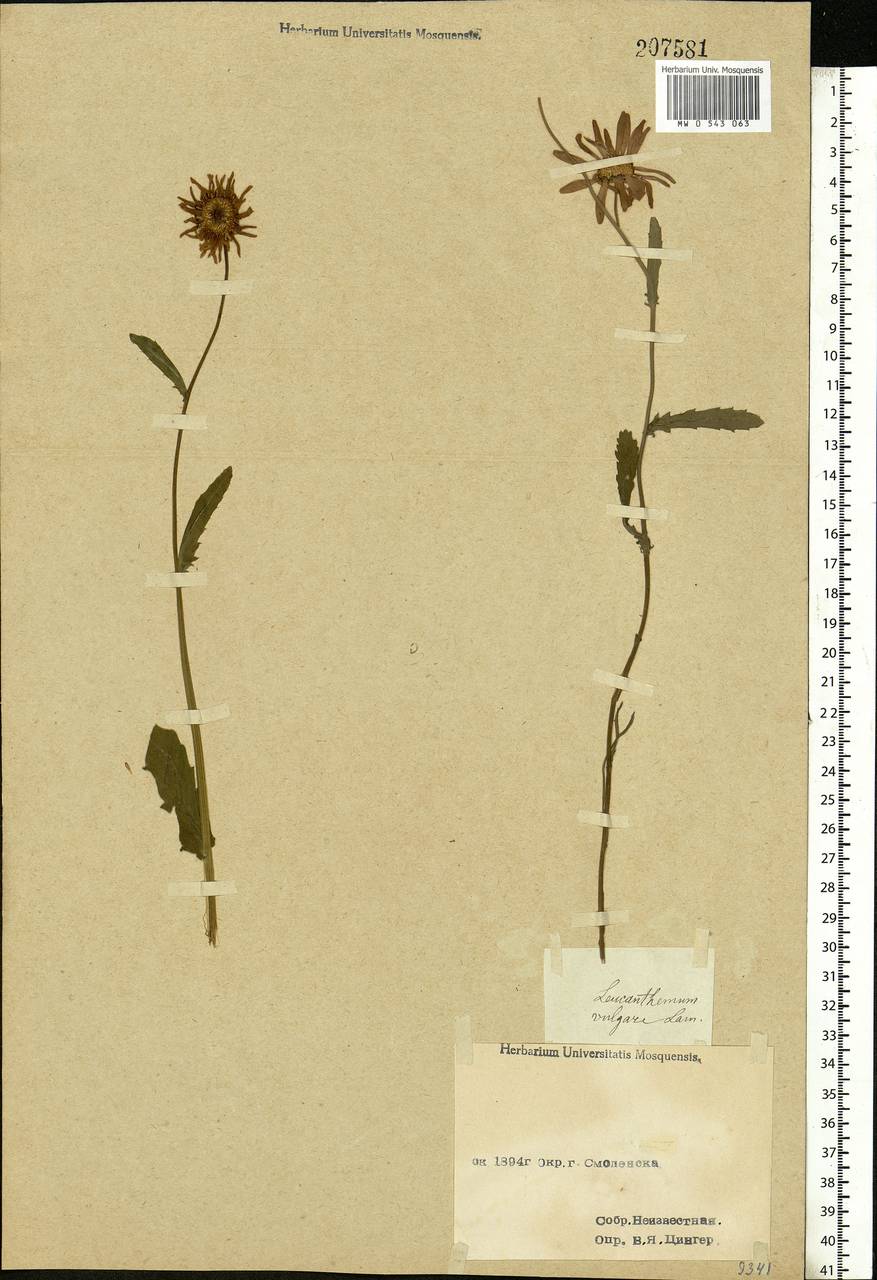 Leucanthemum vulgare Lam., Eastern Europe, Western region (E3) (Russia)