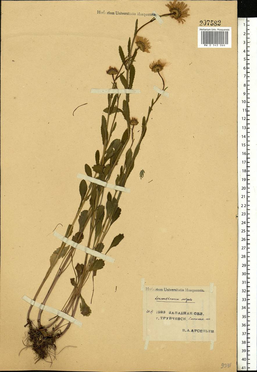 Leucanthemum vulgare Lam., Eastern Europe, Western region (E3) (Russia)