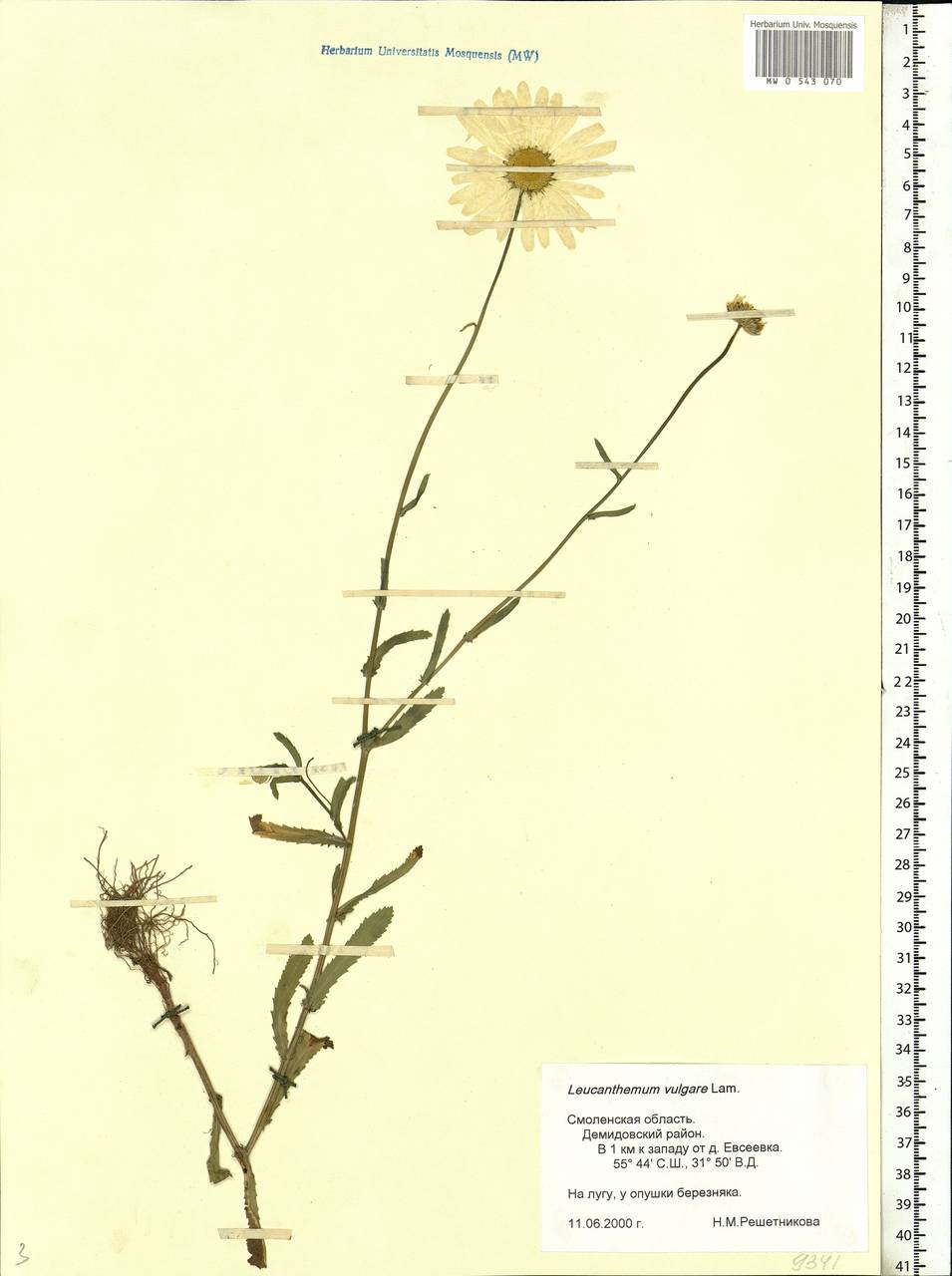 Leucanthemum vulgare Lam., Eastern Europe, Western region (E3) (Russia)