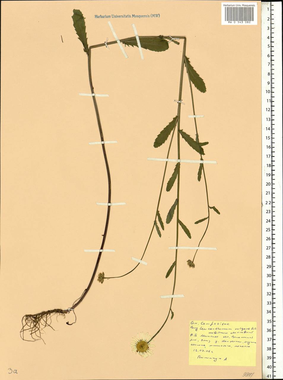 Leucanthemum vulgare Lam., Eastern Europe, Belarus (E3a) (Belarus)