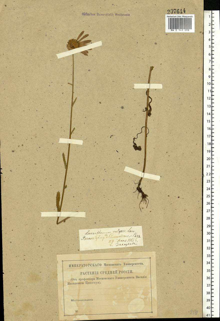 Leucanthemum vulgare Lam., Eastern Europe, Central region (E4) (Russia)