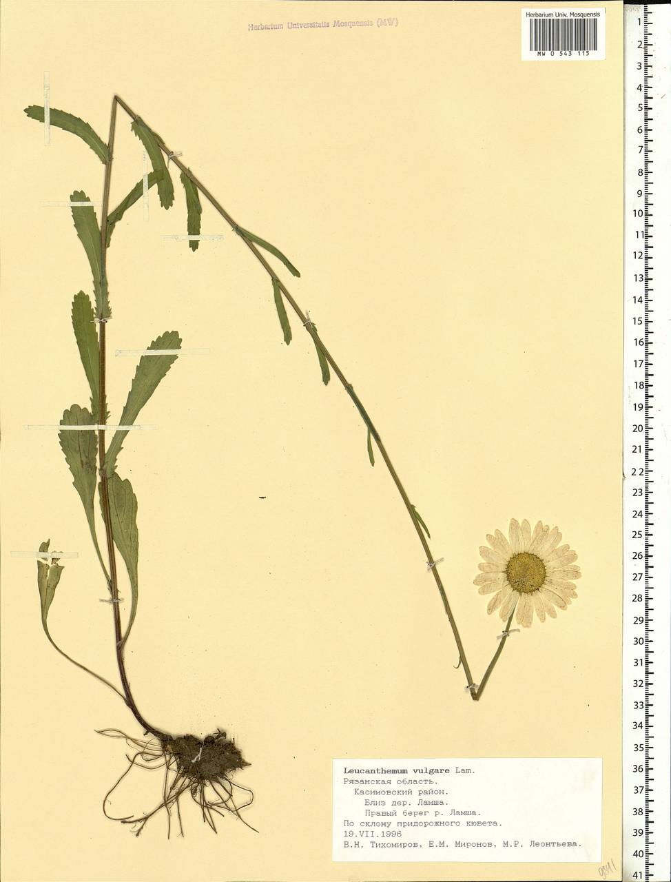 Leucanthemum vulgare Lam., Eastern Europe, Central region (E4) (Russia)