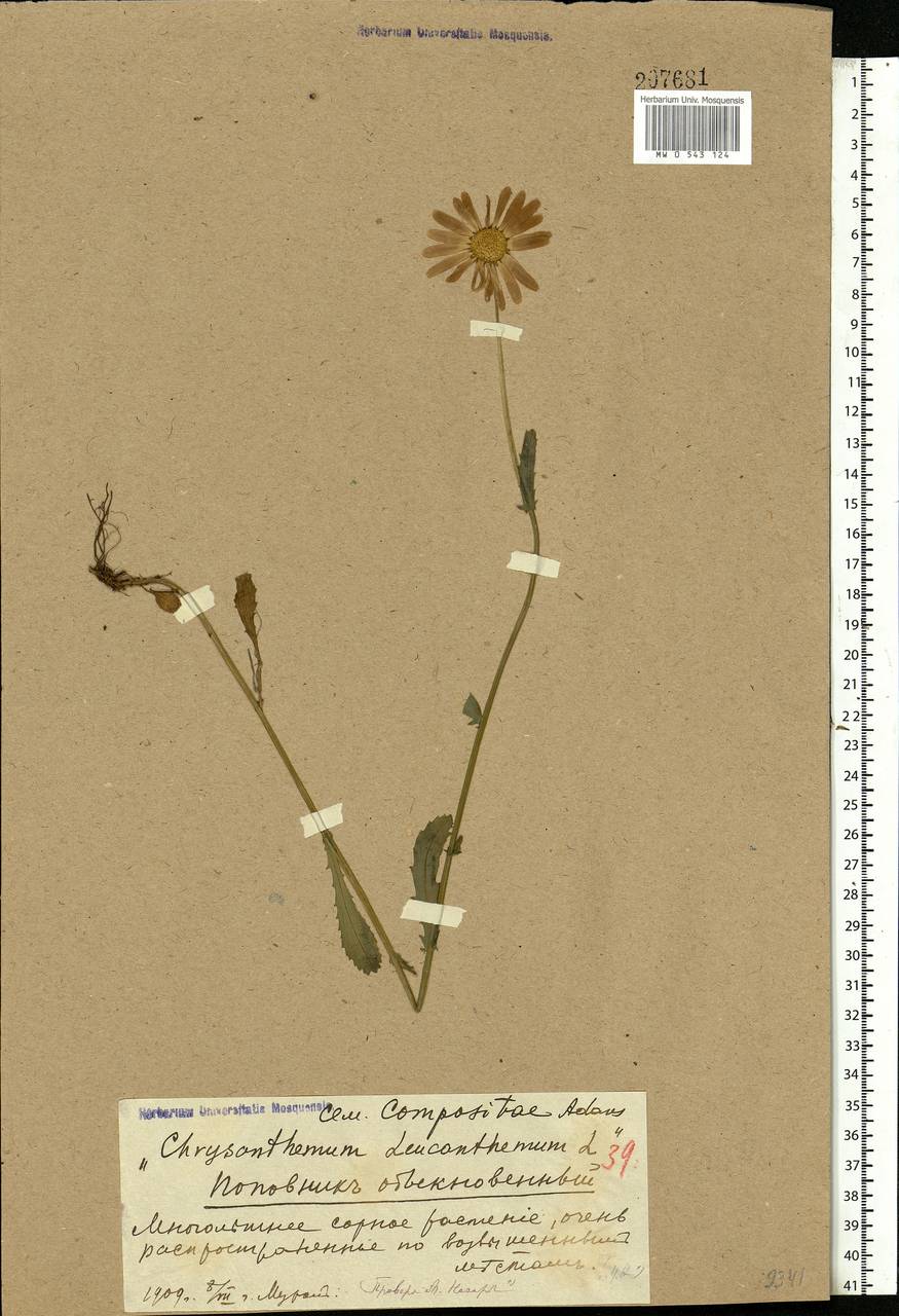 Leucanthemum vulgare Lam., Eastern Europe, Central region (E4) (Russia)