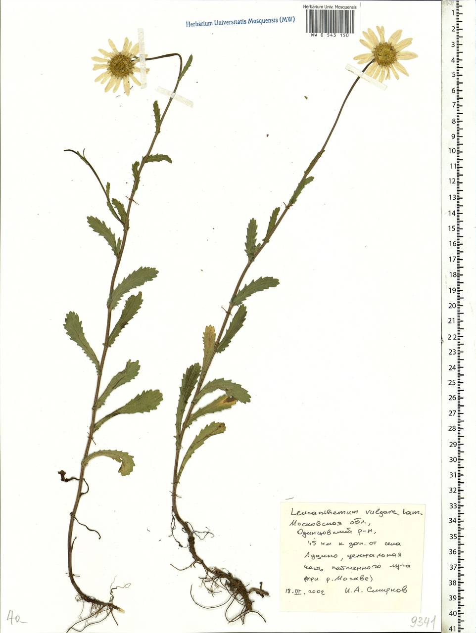 Leucanthemum vulgare Lam., Eastern Europe, Moscow region (E4a) (Russia)