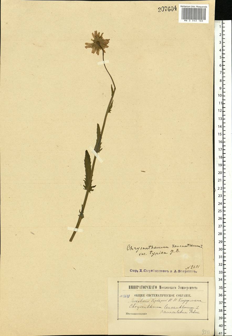 Leucanthemum vulgare Lam., Eastern Europe, Moscow region (E4a) (Russia)