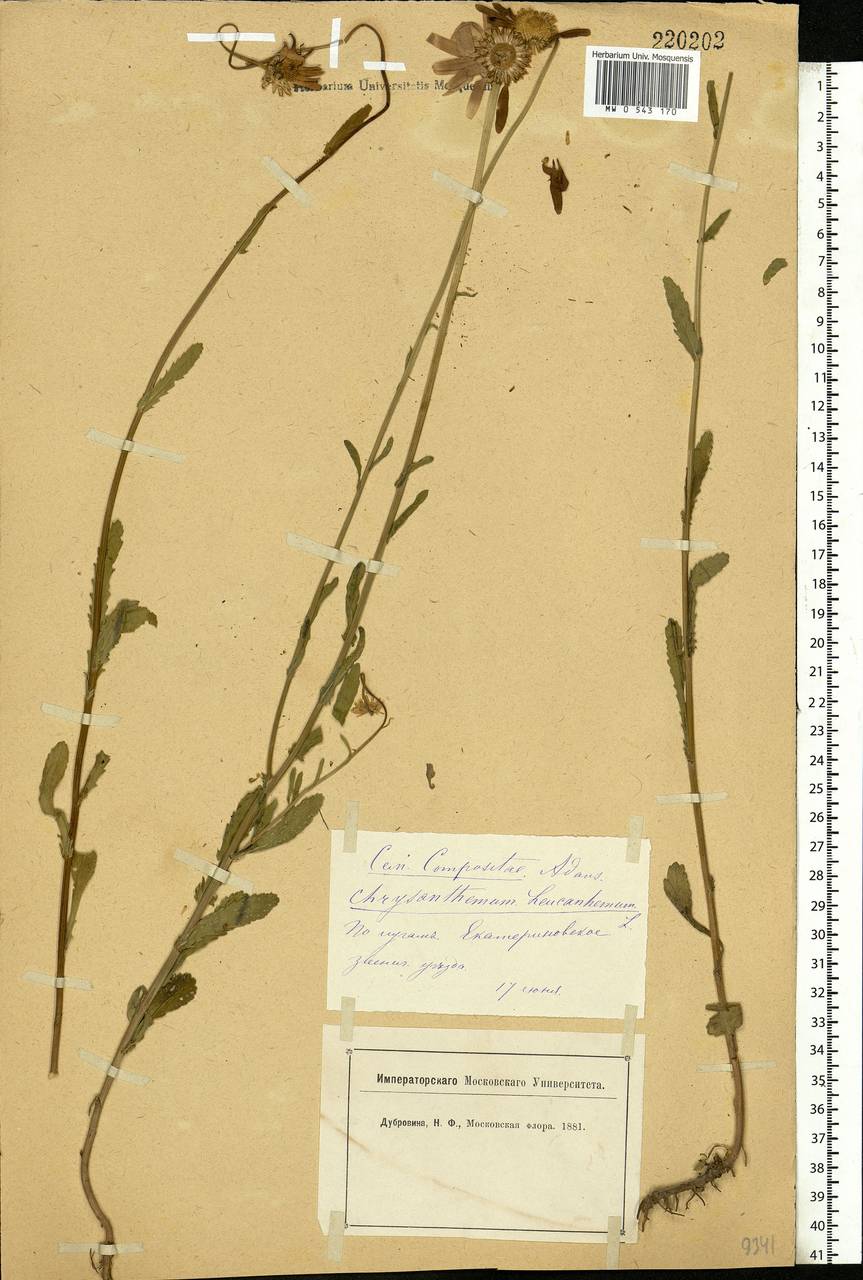 Leucanthemum vulgare Lam., Eastern Europe, Moscow region (E4a) (Russia)
