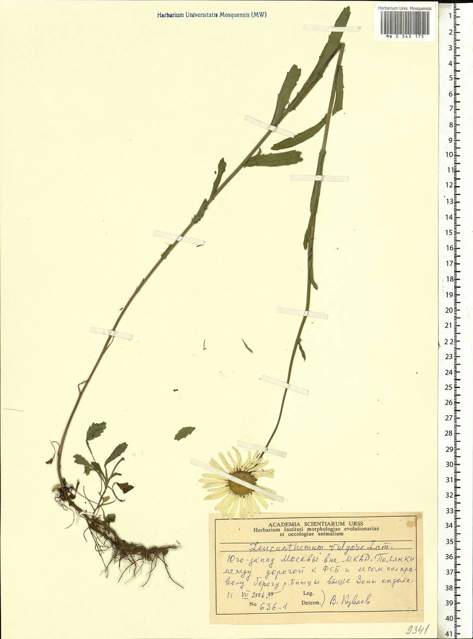 Leucanthemum vulgare Lam., Eastern Europe, Moscow region (E4a) (Russia)