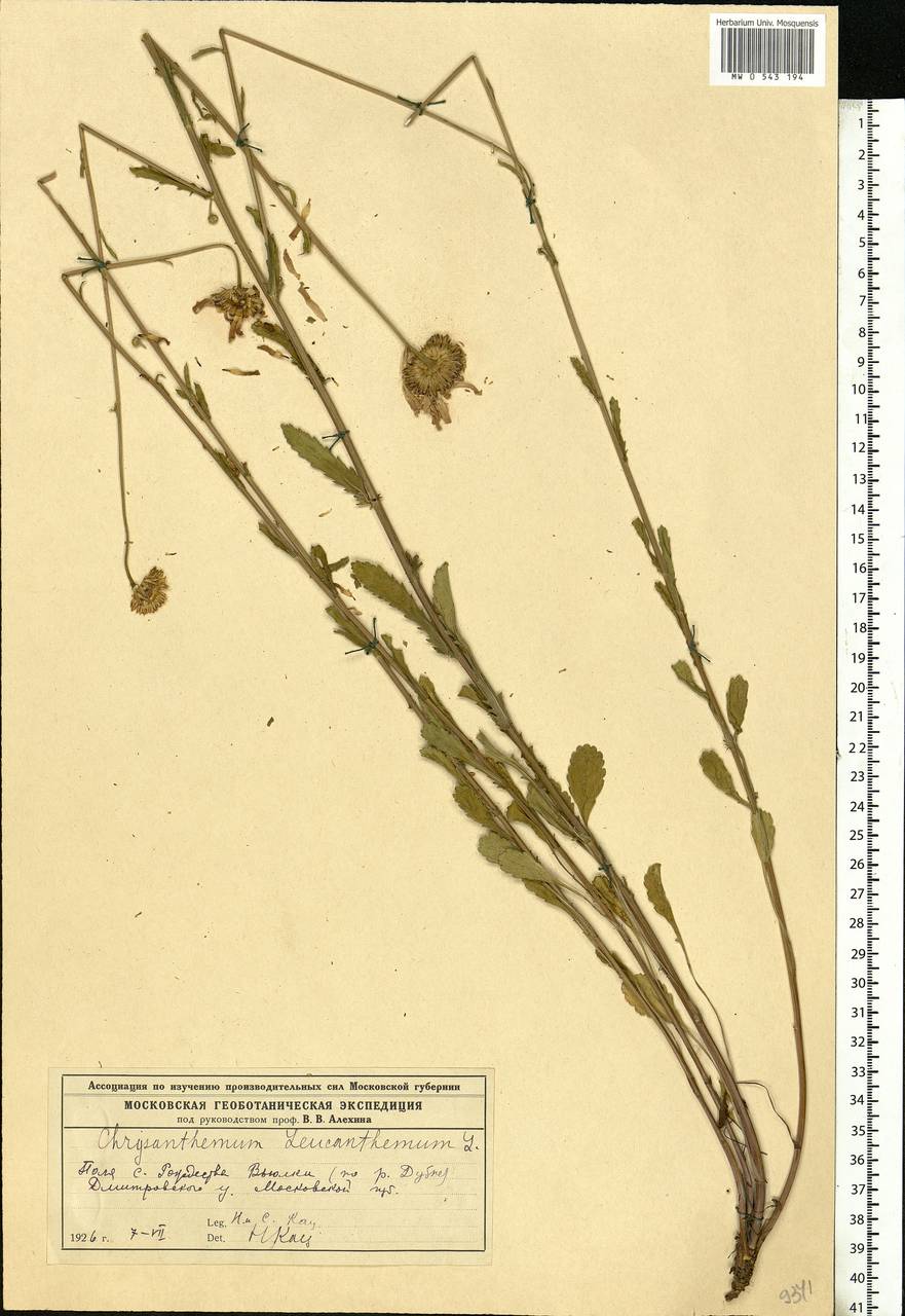 Leucanthemum vulgare Lam., Eastern Europe, Moscow region (E4a) (Russia)