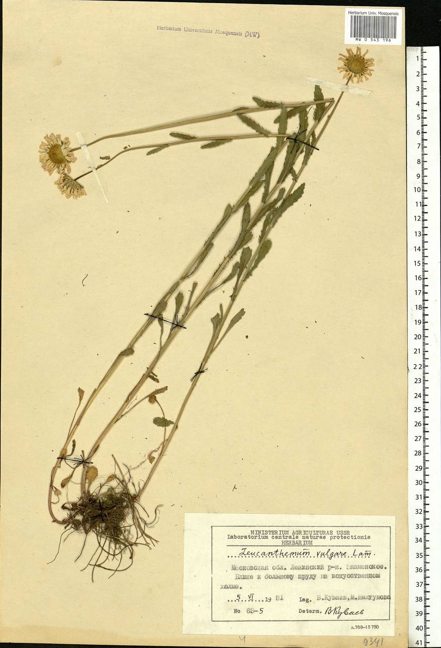 Leucanthemum vulgare Lam., Eastern Europe, Moscow region (E4a) (Russia)